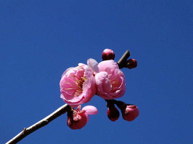 DSCF0224