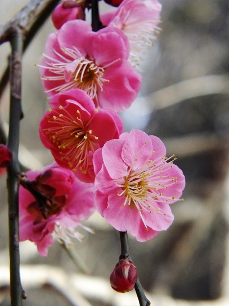 DSCF0043