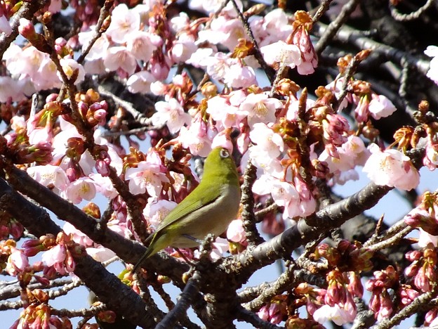 DSCF0355