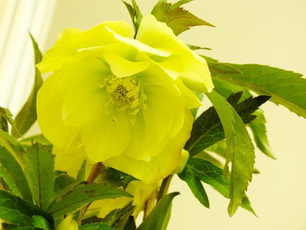 DSCF0936