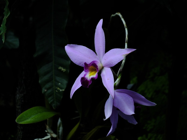 DSCF0271