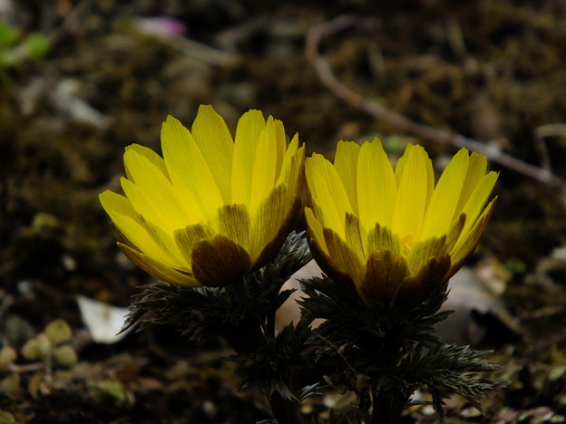 DSCF0023
