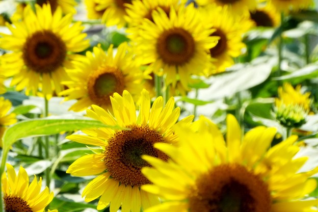 DSCF0354