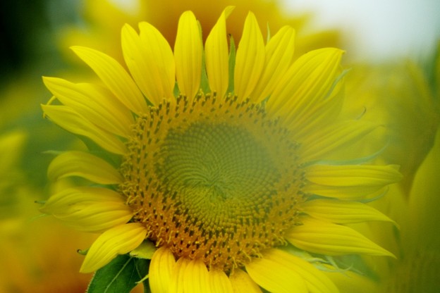 DSCF0261