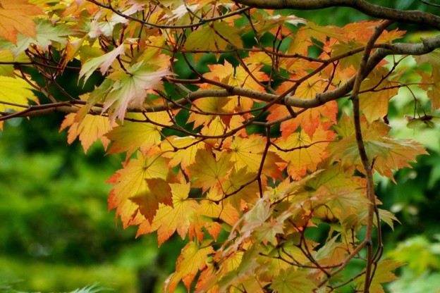 DSCF0398