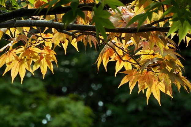 DSCF0403