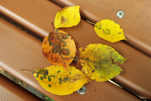 DSCF0254