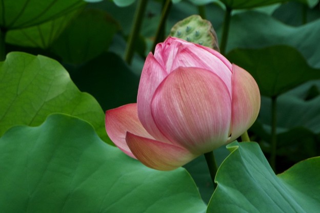 DSCF0430