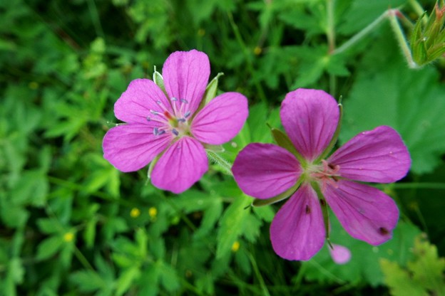 DSCF0186