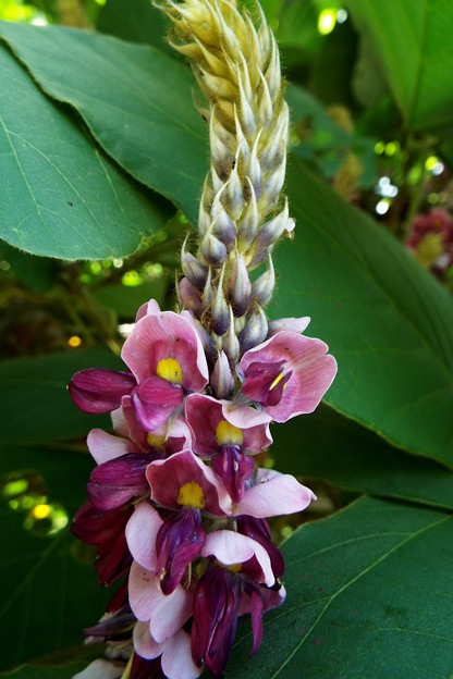 DSCF0247