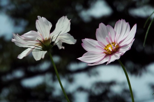 DSCF0344