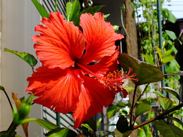 DSCF0376