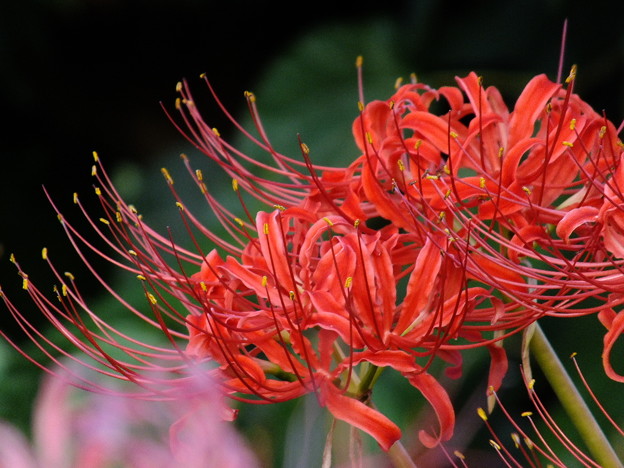 DSCF0658