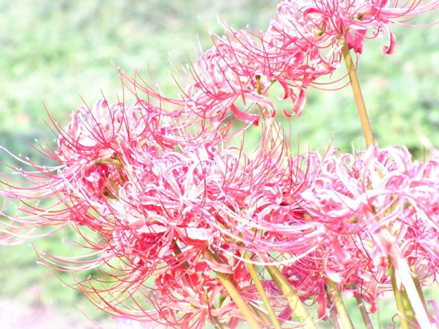 DSCF0580