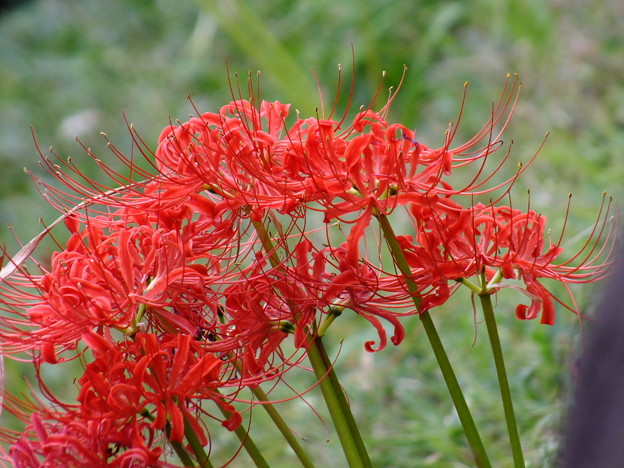 DSCF0091