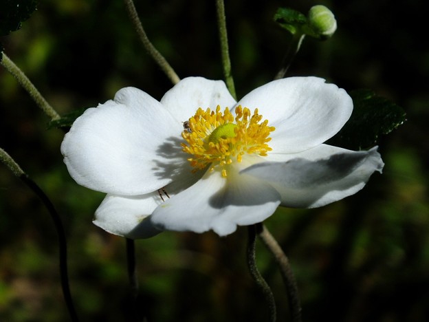 DSCF0026