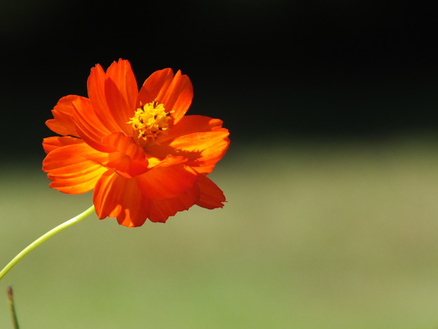 DSCF0268