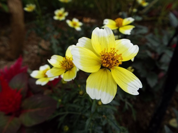 DSCF0095