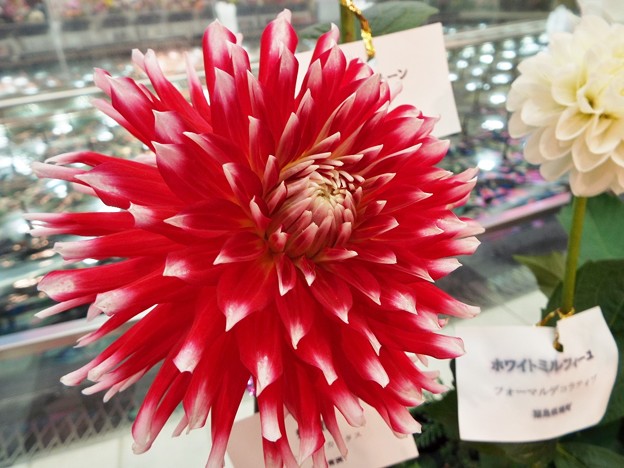 DSCF0394