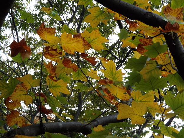 DSCF0543