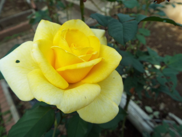 DSCF0265