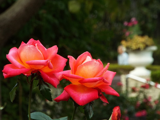 DSCF0530