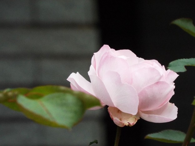 DSCF0621