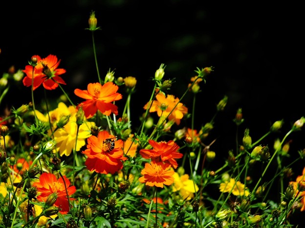 DSCF0029