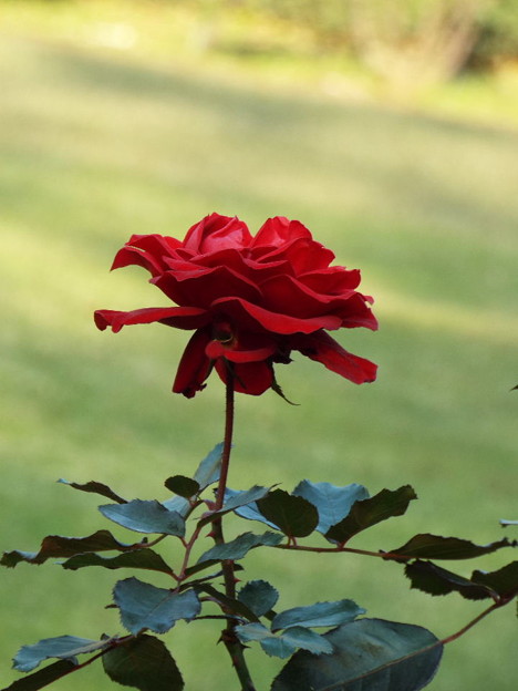 DSCF0531