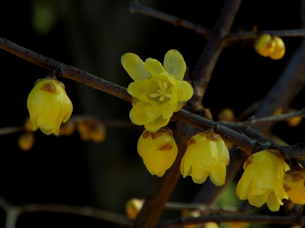 DSCF0264