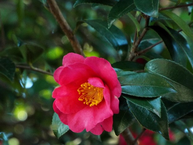 DSCF0268