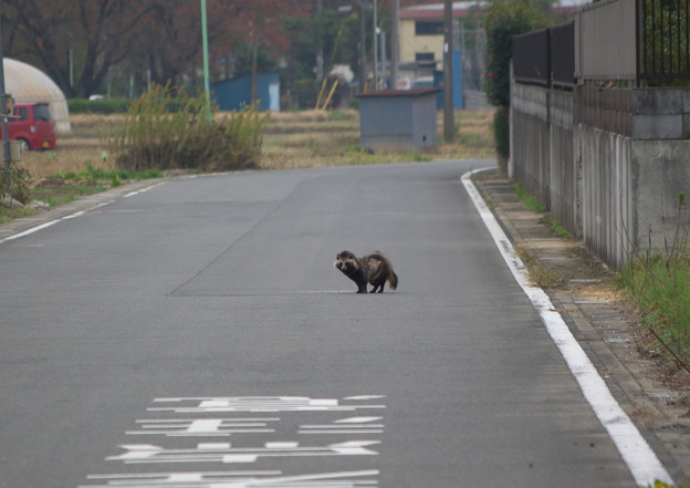 Photos: 何かが横切りました(w)