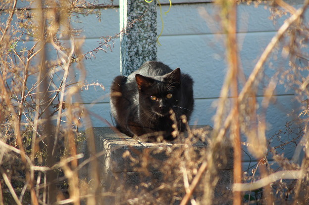 久しぶりな黒猫親分