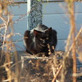 Photos: 久しぶりな黒猫親分