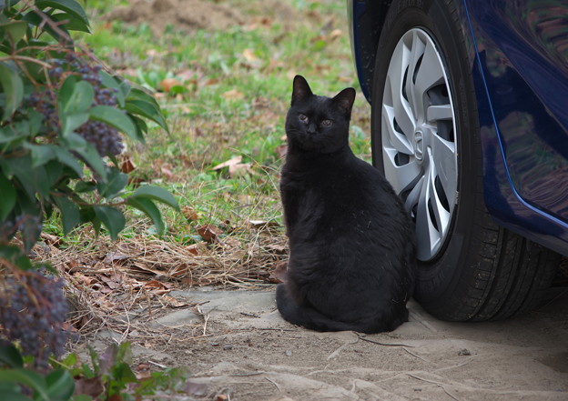 通りすがりの黒猫