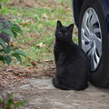 Photos: 通りすがりの黒猫