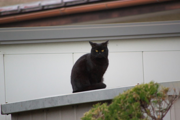 物置の屋根にいる黒猫ちゃん