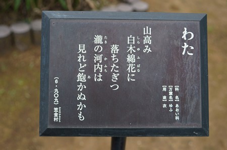 綿(ワタ)