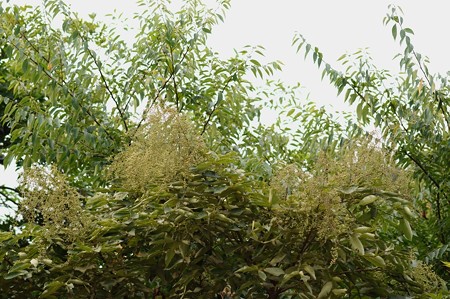 白膠木（ヌルデ）