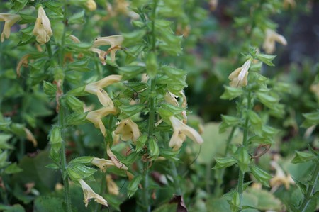 黄花秋桐(キバナアキギリ)