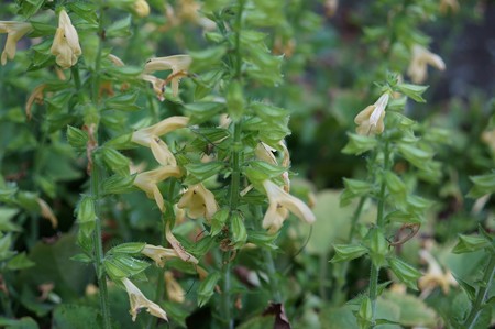 黄花秋桐（キバナアキギリ）