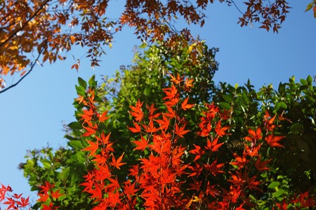 紅く燃える紅葉 東京都美術館付近