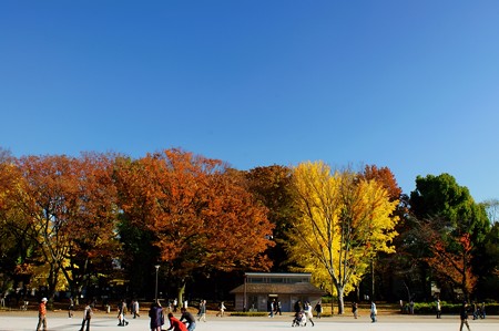 上野公園　欅は褐色　銀杏は黄葉