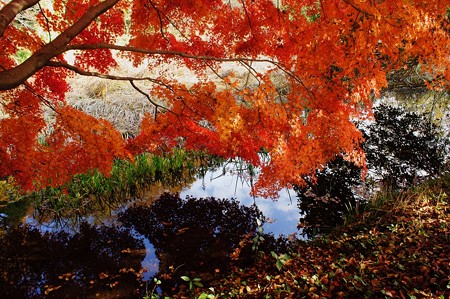 じゅんさい池緑地　枝垂れる紅葉が美しい