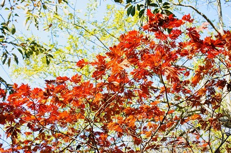 上野公園 モミジの紅葉