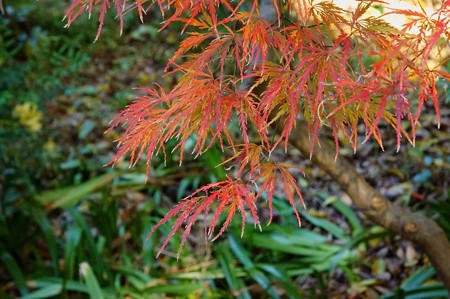 上野公園 縮緬楓系の紅葉