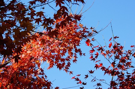 上野公園 寛永寺 清水堂の紅葉