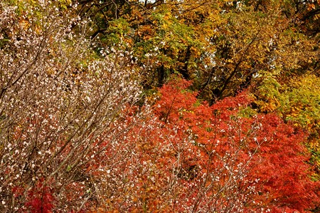 十月桜と紅葉