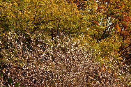 十月桜と常緑樹