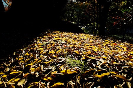 上野公園 茶色の落葉
